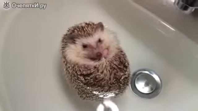 Как купается ёжик ) смотреть онлайн