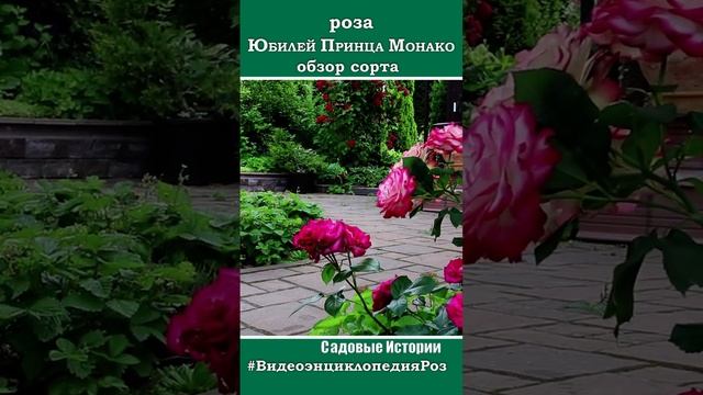 роза Юбилей Принца Монако #видеоЭнциклопедияРоз смотреть онлайн