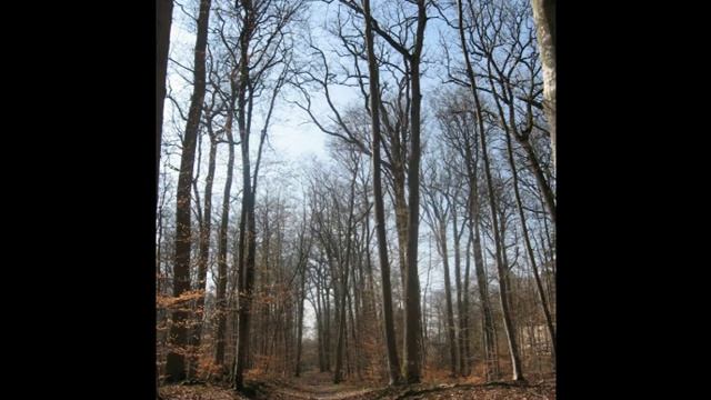 Schubert - Piano Trio nr.2 in E flat Major D.929 op. 100 - 2. Andante con moto смотреть онлайн