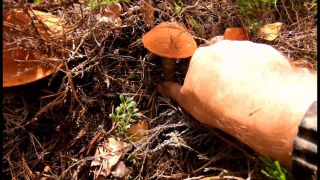 Сбор грибов Тверская область. Грибы поперли хоть косой коси смотреть онлайн