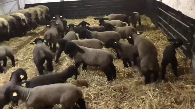 Суффолк МимимиКо 2022 год #суффолк #suffolk информация в описании смотреть онлайн