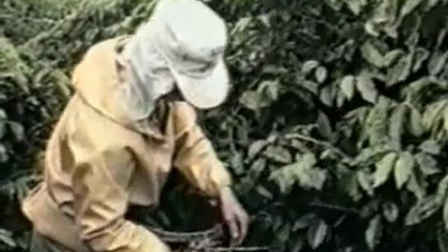 Выращивание зёрен кофе смотреть онлайн