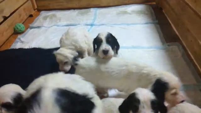 Щенки английского сеттера смотреть онлайн