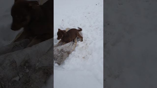 Борьба за мешок. Малышкам не хватает внимания. смотреть онлайн