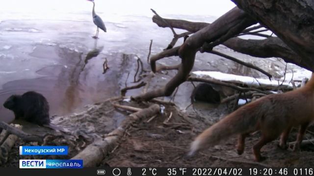 Жительница Ярославской области «охотится» на лесных обитателей с помощью фотоловушки смотреть онлайн