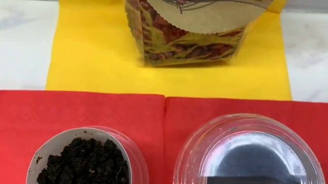 КЕДР СИБИРСКИЙ ИЗ ОРЕШКА /How to grow pine nuts from home /ПРАКТИЧЕСКИЙ ОПЫТ смотреть онлайн