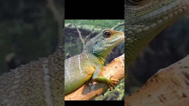 #facts fact about snake смотреть онлайн