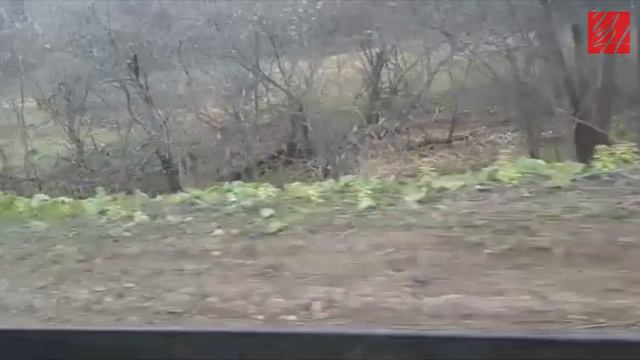16.05.2017 — Медведь на участке дороги Медвежье — Айнское смотреть онлайн