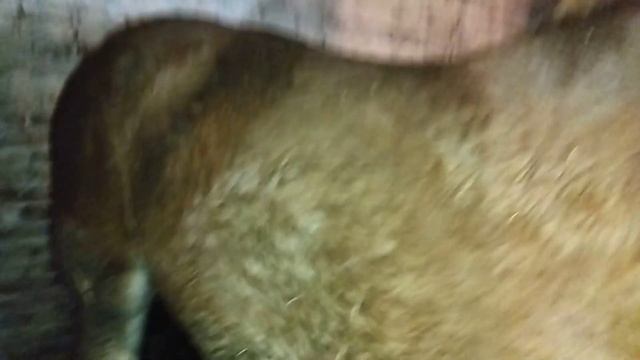 ЖЕРЕБЦЫ ТЯЖЕЛОВОЗЫ ПРОИЗВОДИТЕЛИ В КОНЮШНЕ МОНАСТЫРЯ смотреть онлайн