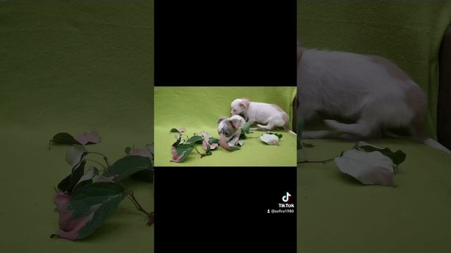 2022-07-11-120625904.mp4 смотреть онлайн