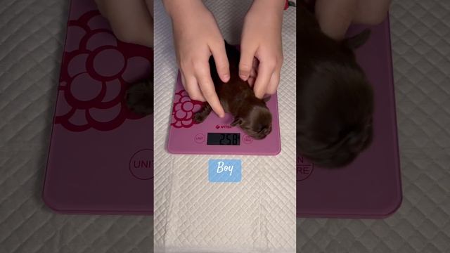 Возраст 7 дней, контрольное взвешивание ? Age 7 days, control weighing смотреть онлайн