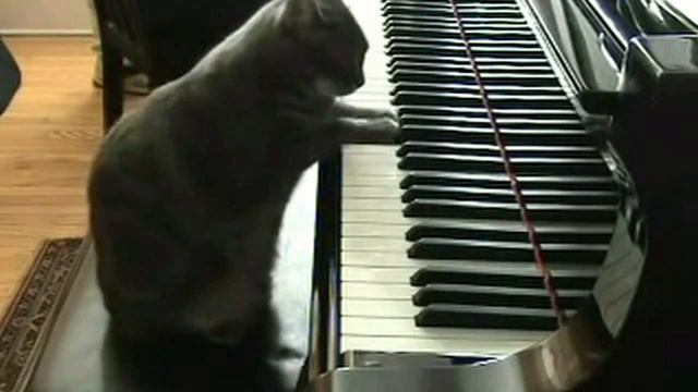 королёк птичка певчая Çalıkuşu смотреть онлайн