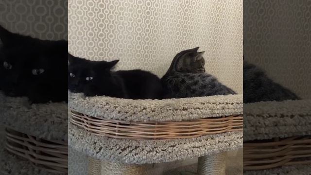 Мои коты смотреть онлайн