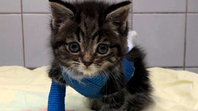 Продрогший котенок без движения лежал в парке, невероятная история смотреть онлайн