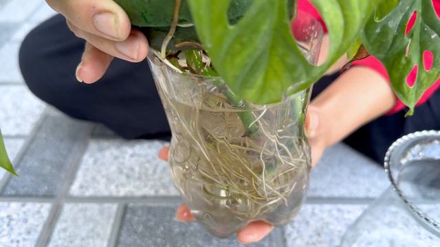 Tell you the best indoor plants to help keep your home space fresh and luxurious смотреть онлайн