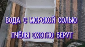 ПЧЁЛЫ АКТИВНО ЗАБИРАЮТ ВОДУ.