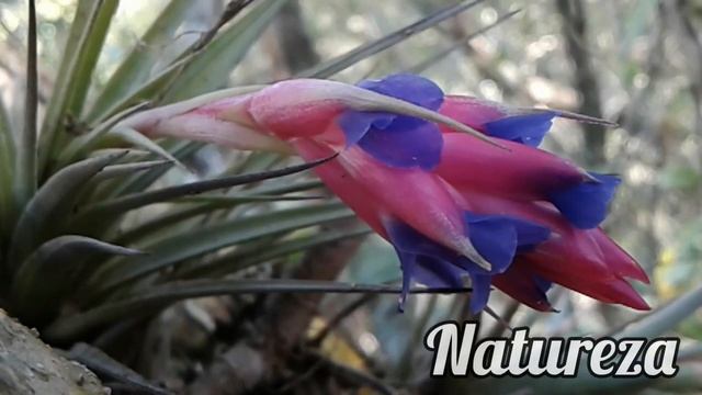 Bromélias Tillandsia aeranthos Família: Broméliacea nativa Bromeliads Plants silvestres broméliacée смотреть онлайн