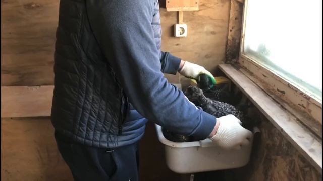 Кобб500 35 дней -2900!!! Выбираем самую вкусную и рентабельную мясную курицу. часть4 смотреть онлайн