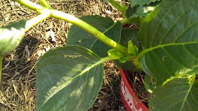 19июня2019 Крупнолистная Гортензия Magical Cantate смотреть онлайн