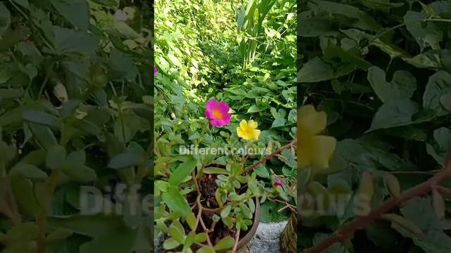 Portulaca oleracea? ornamental plant ? смотреть онлайн