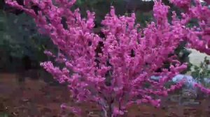 Церцис: Выбор места и посадка детальна інформація в описах