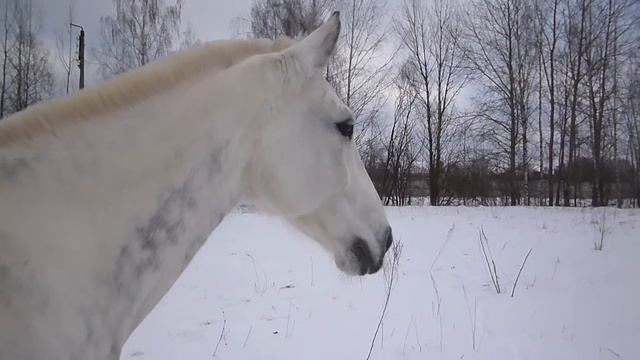 Прогулка с орловским рысаком . Orlov Trotter смотреть онлайн