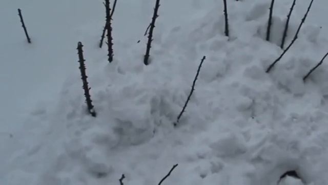 Как защитить розы от морозов. Дополнительная защита роз от низких температур смотреть онлайн