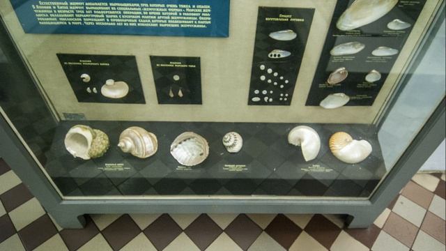 Снежные крылья