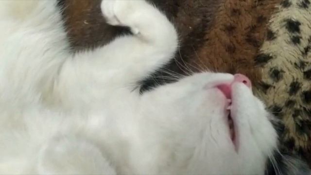 Кошка Клеца спит крепким сном. Разбудили, а кошка дольше спать. смотреть онлайн