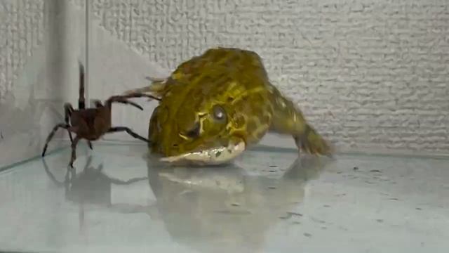 Африканская лягушка проигрывает большому пауку -ВНИМАНИЕ! ЖИВОЕ КОРМЛЕНИЕ!- смотреть онлайн