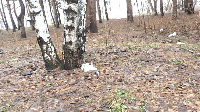 белка делает нычки 2