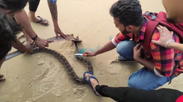 Python Rescued at Delta beach, kodi bengre| Udupi 2020| смотреть онлайн