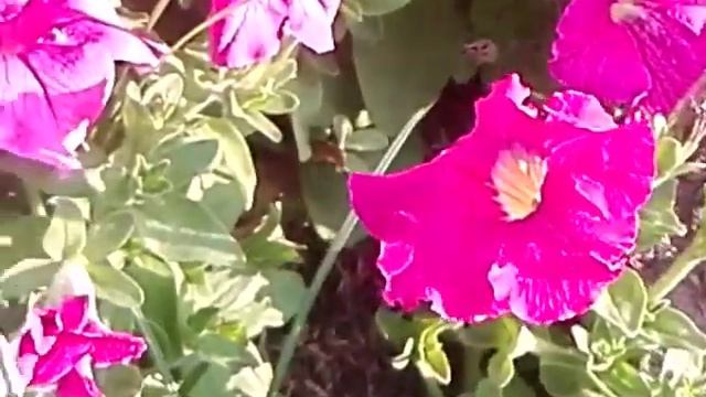 พิทูเนีย ไม้พุ่มเตี้ย ดอกสีสวยงาม смотреть онлайн