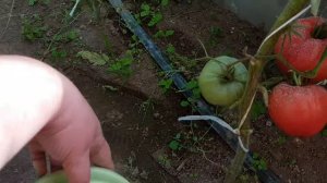 Томат Американский великан. 30.07.22