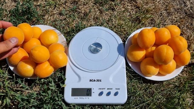 Абрикос Нінфа смотреть онлайн