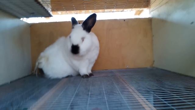 Посмотрим ВСЕХ КРОЛИКИ СКОЛЬКО ИХ разведение на мясо содержание клетки смотреть онлайн