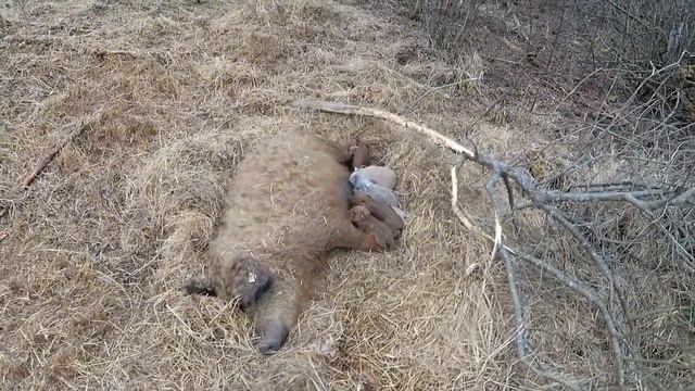 СОБЫТИЯ ИЗ РЯДА ВОН ВЫХОДЯЩИЕ, хутор Загайки смотреть онлайн