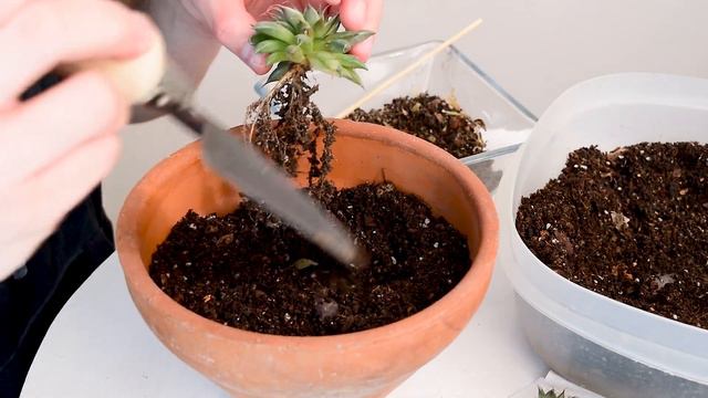 Graptoveria 'Silver Star' ⭐️| CUIDADOS y TRASPLANTE | ¿Qué SUSTRATO usar? | ILUMINACIÓN y RIEGO смотреть онлайн