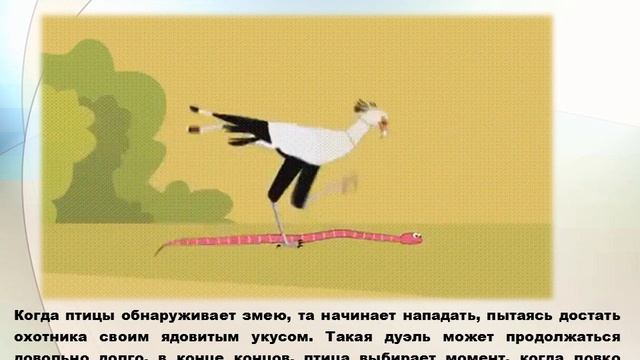 Анимированное видео (Gif) на тему « ПТИЦА- СЕКРЕРАРЬ» смотреть онлайн