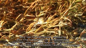 Могильник трава: описание, свойства и применение