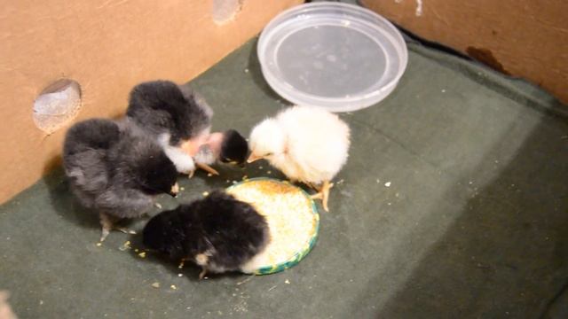 цыплята, маленькие питомцы. смотреть онлайн