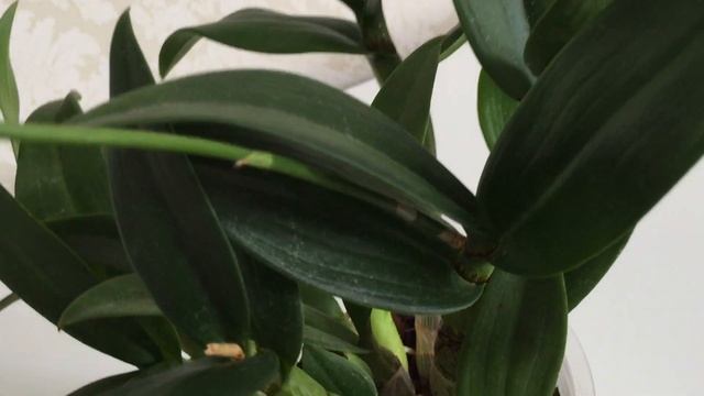 Дендрофаленопсис цветёт, значит мой уход ему понравился) и видео от подписчиков)))) смотреть онлайн