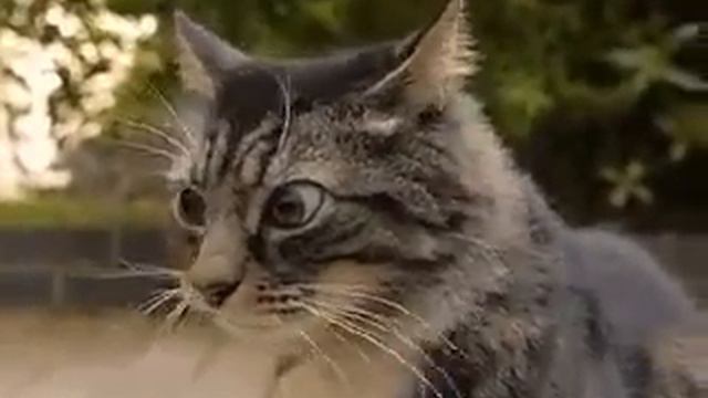 я чувствую, я всегда чувствую! смотреть онлайн