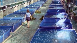 Разведение раков как бизнес идея