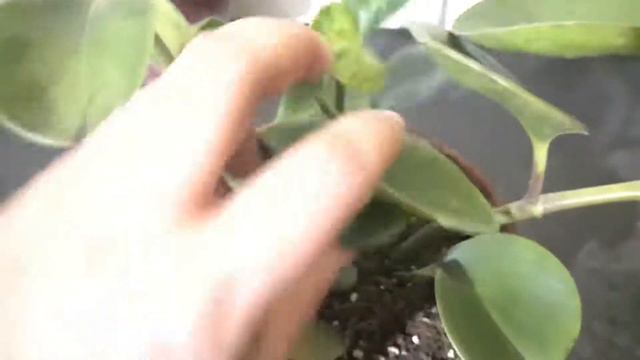 Ultimate Peperomia obtusifolia 'Variegata' Care Hindi | Peperomia Obtusifolia Variegata Care Tips смотреть онлайн