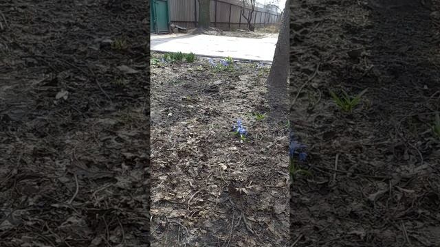 Пришла весна, подснежники цветут. смотреть онлайн