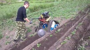 Окучивание картофеля. Мотоблок Каскад с гусеничным приводом.