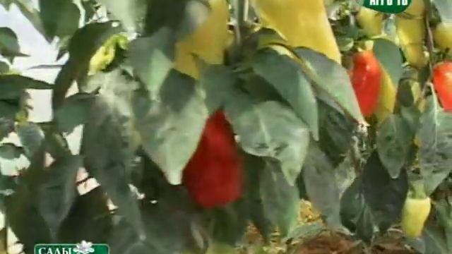 Формирование куста перца.mp4 смотреть онлайн