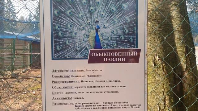 Поездка в Костромской зоопарк смотреть онлайн