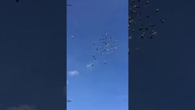 01.12.2021 год Николаевские голуби бабочка смотреть онлайн